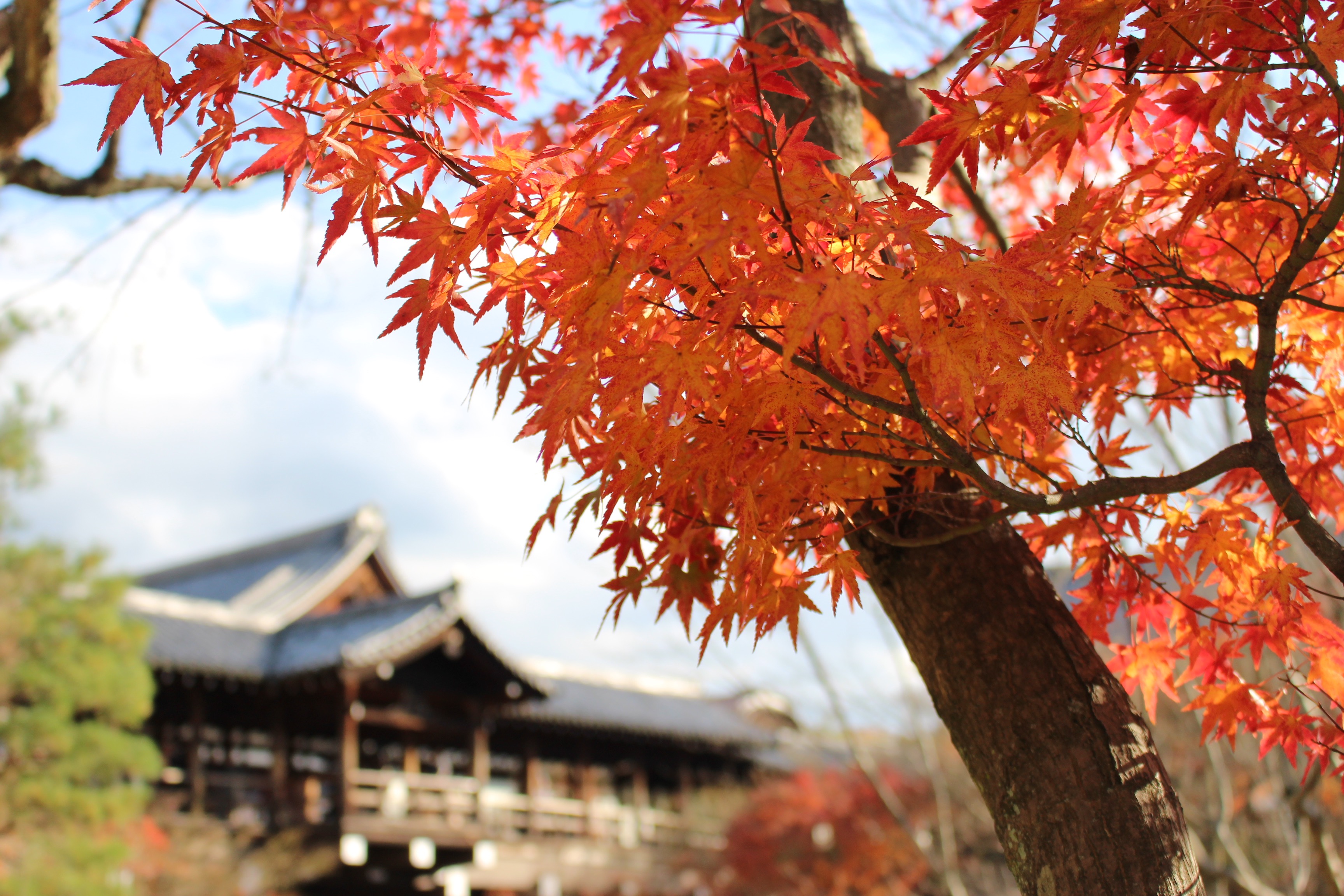 靠近京都 避開人潮的紅葉秘境 琵琶湖 步步日本