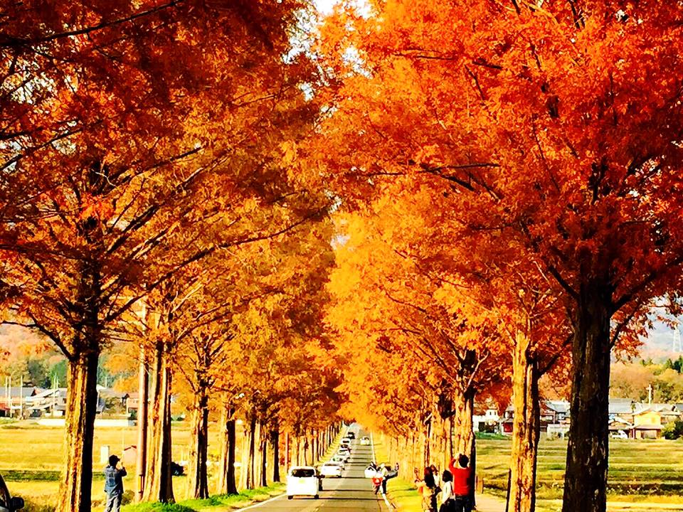 靠近京都 避開人潮的紅葉秘境 琵琶湖 步步日本