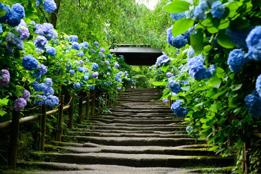 鎌倉必去 溼答答的梅雨季也是賞花好時節 六月不能錯過明月院紫陽花季 步步日本