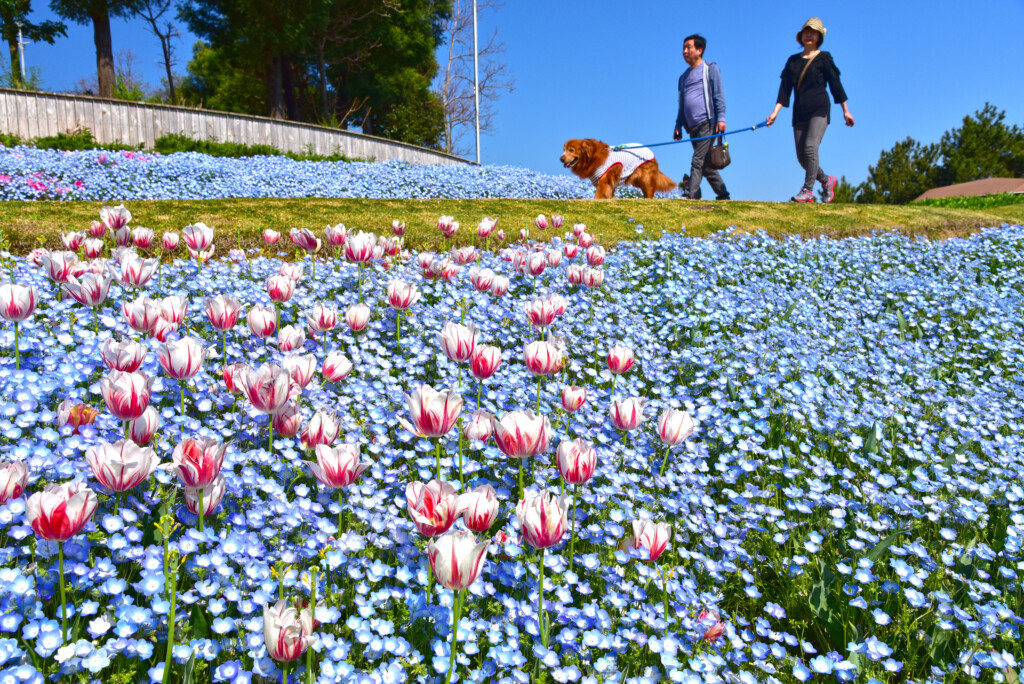 国営明石海峡公園