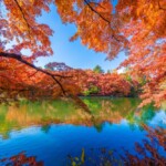 【關東楓葉】2025年最新！東京近郊楓葉美景一日遊推薦指南！從東京紅葉出發