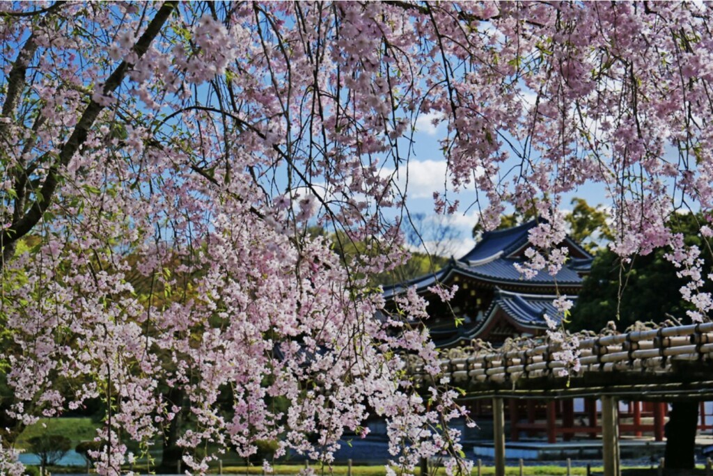 京都賞櫻景點10｜平等院