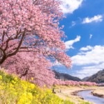 【日本河津櫻】靜岡伊豆「河津櫻花祭 2026」周邊景點＋交通方式總整理！同場加映東京近郊賞櫻名所