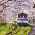 【九州賞櫻】2026年最新！日本九州櫻花季旅遊攻略：最佳賞櫻時間、10大人氣景點推薦