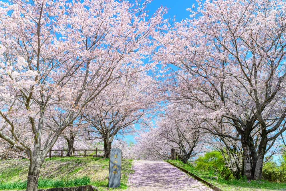 春天九州自由行｜春之遊蹤，漫遊九州櫻花名所