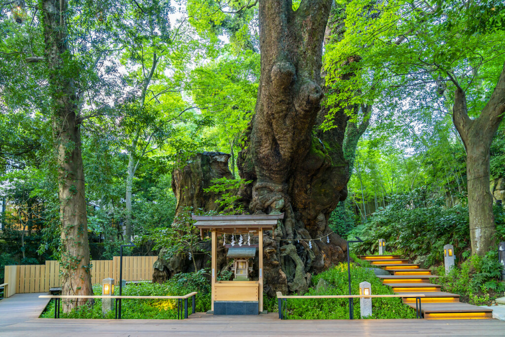 熱海景點｜來宮神社