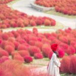 【香川景點】「國營讚岐滿濃公園」2026 秋季色彩繽紛節登場！掃帚草、波斯菊最佳觀賞時間