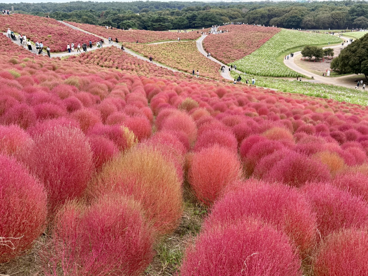 【茨城】秋天到「常陸海濱公園/日立海濱公園」看可愛掃帚草!茨城日立一日遊行程安排 | 步步日本