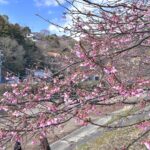 【日本櫻花】靜岡縣河津町：大人味的旅行，就是必須不假外力亦能自得其樂