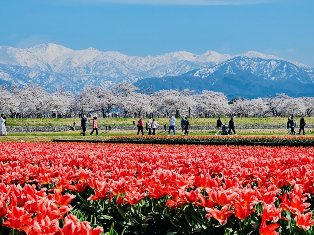 【富山縣朝日町】張維中帶路／春日四重奏：田園風光的大自然氣息，日本原鄉之美的靜謐角落