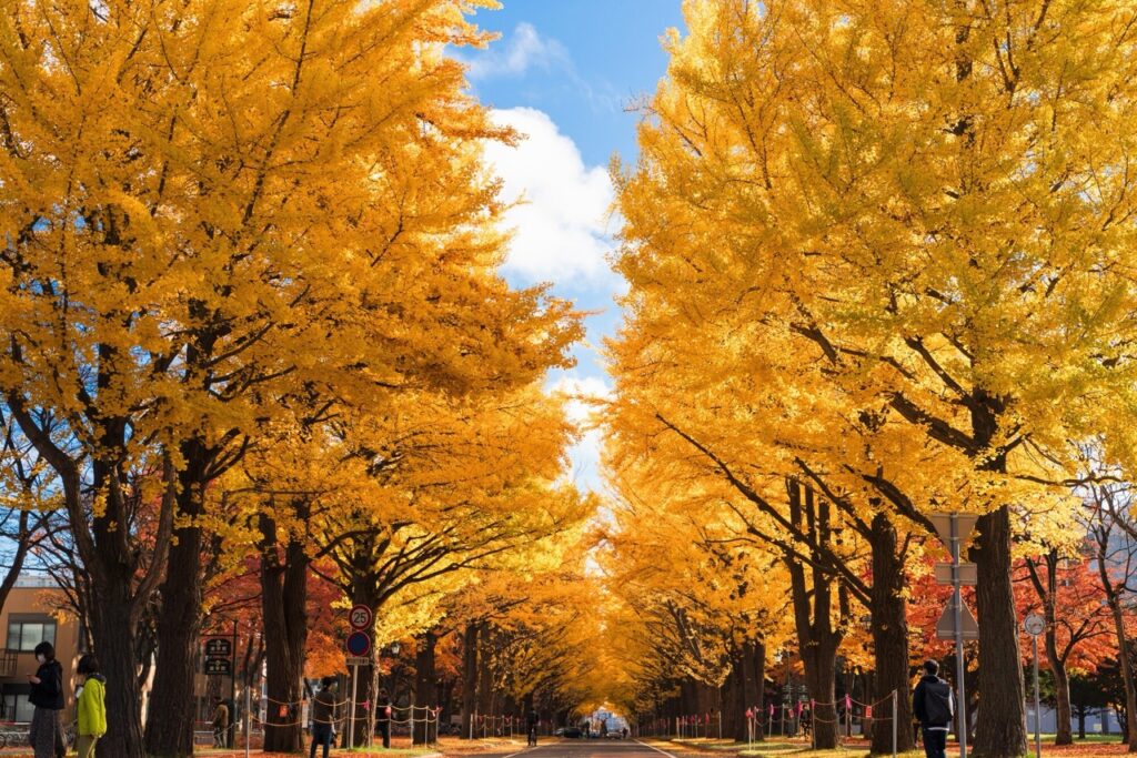 【2026 北海道紅葉】北海道賞楓景點推薦！札幌、函館、美瑛、知床秋季必去景點