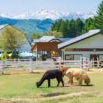 【深度岐阜】郡上市一年四季都好玩！10大觀光景點、美食、體驗活動一次掌握