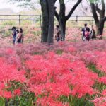 張維中帶路／東京近郊賞花｜埼玉巾着田曼珠沙華公園「彼岸花」花海秘境