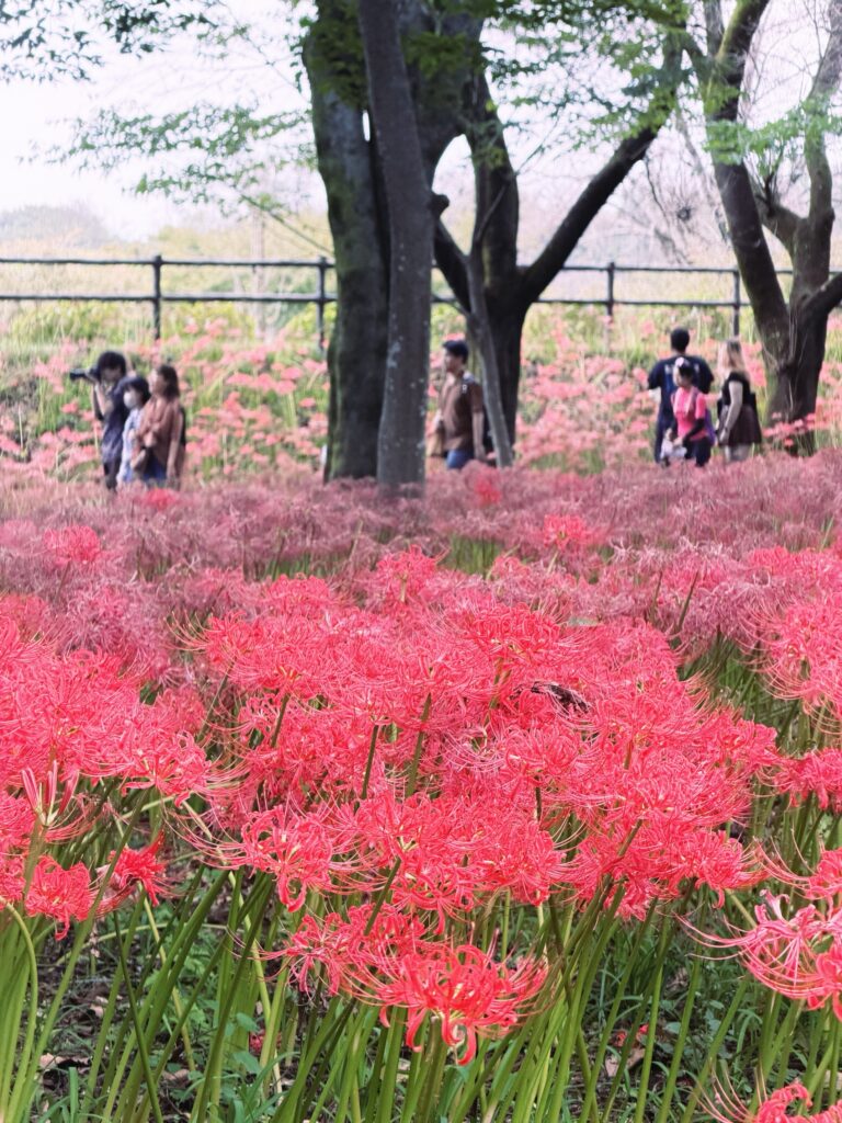 張維中帶路／東京近郊賞花｜埼玉巾着田曼珠沙華公園「彼岸花」花海秘境