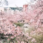 【靜岡熱海賞櫻】張維中帶路｜糸川遊步道熱海櫻・泡湯賞櫻必訪