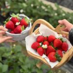 【日本草莓】連續三年日本第一的草莓是什麼味道？專車直達埼玉縣吉見町！摘採草莓「あまりん（Amarin）」體驗