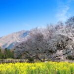 【熊本櫻花】2026年最新！精選熊本10大賞櫻名所：熊本城粉紅隧道、自駕秘境、賞櫻泡湯行程全攻略