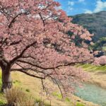 【靜岡南伊豆住宿】住進春天的風景裡「AKIYATO ORIGAMI」！享受南伊豆河津櫻、油菜花與滿天星空