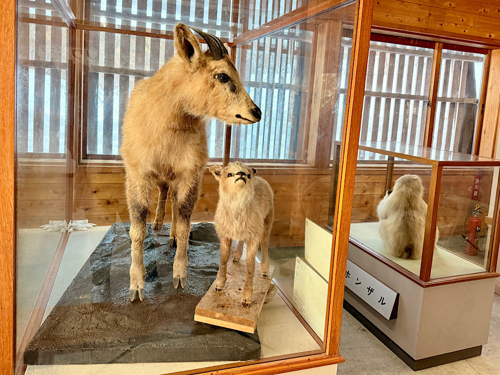 白山一里野 Bunao山觀察舍（ブナオ山観察舎）