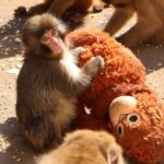 【日本動物園巡禮】從超療癒小猴子胖奇開始！精選10大日本動物園明星動物與人氣活動，飼養員珍藏私房照大公開