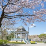 【鶴舞公園】名古屋賞櫻首選「鶴舞公園」！百年公園裡關於春天的櫻花儀式