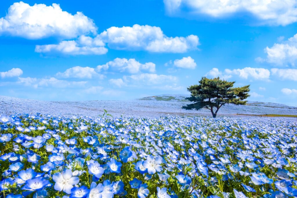 【茨城】「國營常陸海濱公園」粉蝶花藍色花海！關東近郊一日遊、春季賞花小旅行