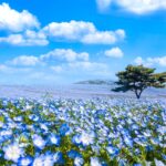 【茨城】國營常陸海濱公園粉蝶花藍色花海！關東近郊一日遊、春季賞花小旅行