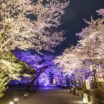 【京都賞櫻】二條城 SAKURA NIGHTS 2026！世界遺產夜櫻、光雕投影、國寶夜間開放一次滿足