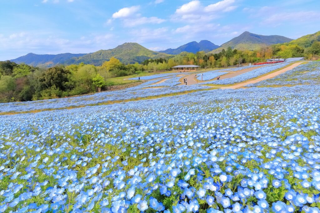 【香川】國營讃岐滿濃公園「春爛漫祭 2026」登場！櫻花、粉蝶花、鬱金香接力盛開