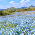 【香川】國營讃岐滿濃公園「春爛漫祭 2026」登場！櫻花、粉蝶花、鬱金香接力盛開