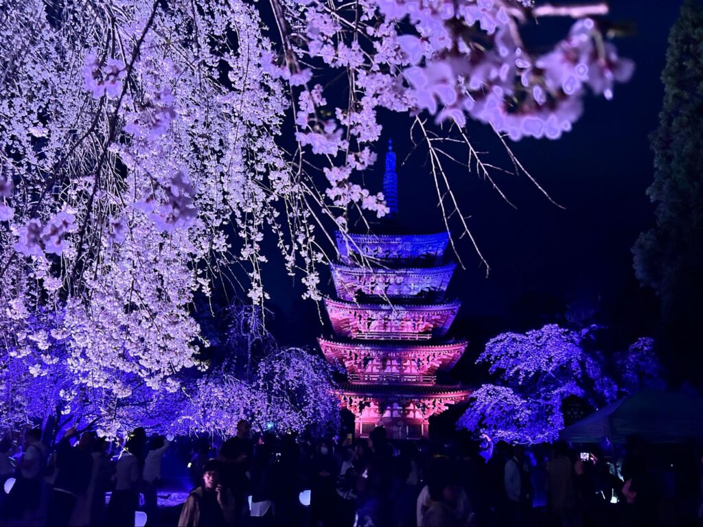 【京都夜櫻】2026年春天必去！世界遺產醍醐寺夜櫻燈光秀「醍醐花見」熱鬧登場！門票、交通、必看亮點一次看