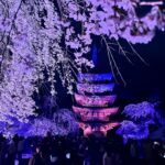 【京都夜櫻】2026年春天必去！世界遺產醍醐寺夜櫻燈光秀「醍醐花見」熱鬧登場！門票、交通、必看亮點一次看