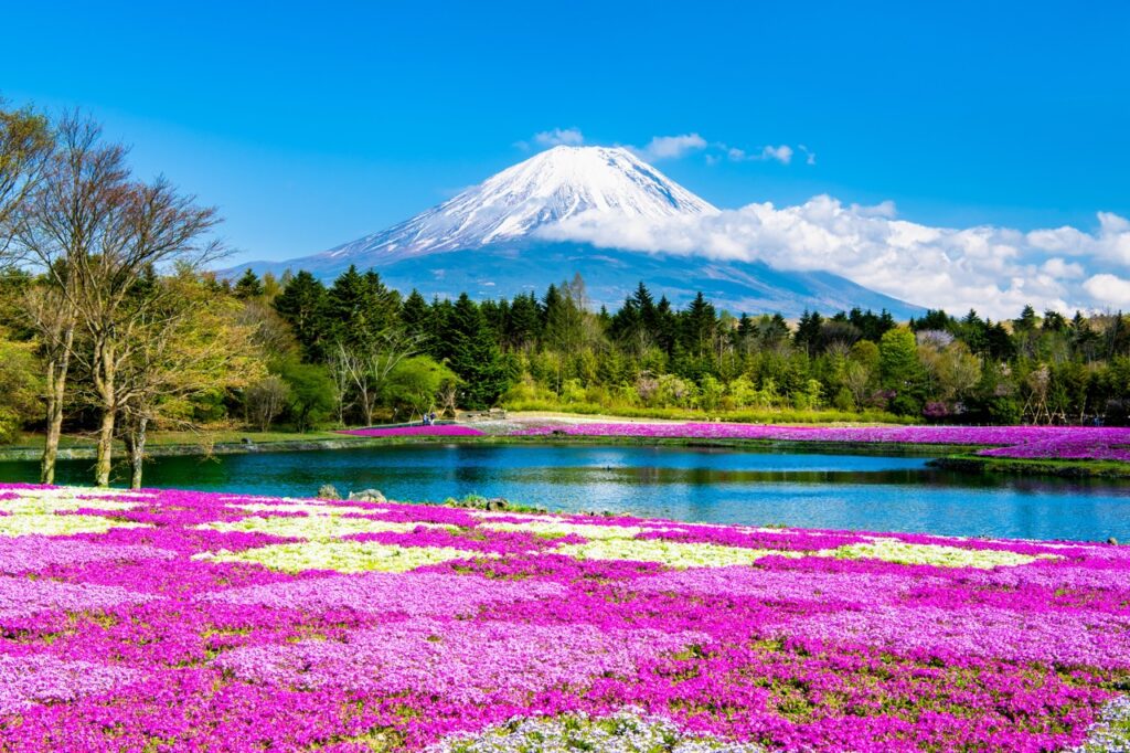 【富士芝櫻祭】2026年最新！富士芝櫻祭怎麼去？50萬株粉色花海＋富士山：最佳賞花時間、一日遊行程、周邊景點推薦
