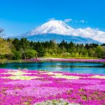 【富士芝櫻祭】2026年最新！富士芝櫻祭怎麼去？50萬株粉色花海＋富士山：最佳賞花時間、一日遊行程、周邊景點推薦