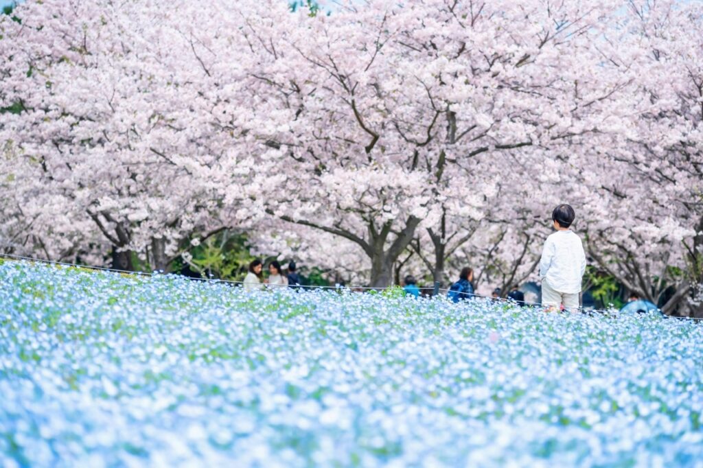 【海之中道海濱公園】福岡花季「花之野餐2026」攻略！100萬株粉蝶花＋交通方式＋志賀島一日遊