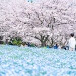 【海之中道海濱公園】福岡花季「花之野餐2026」攻略！100萬株粉蝶花＋交通方式＋志賀島一日遊