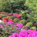 張維中帶路／【東京根津神社】3000株杜鵑花海盛開，超夢幻！春季東京必訪賞花景點