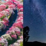 【長野阿智村】走進「日本第一桃源郷」與「日本第一星空」！花桃祭2026、天空樂園星空觀賞、晝神溫泉、交通方式完整攻略