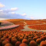 【國營常陸海濱公園】2026 秋季 4 萬株掃帚草轉紅！日立海濱公園最佳觀賞時間、波斯菊＆秋季活動